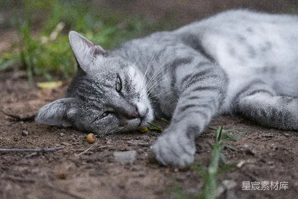 高清摄影 慵懒的猫咪