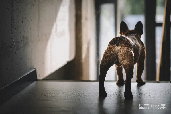 高清摄影 法国斗牛犬的背影