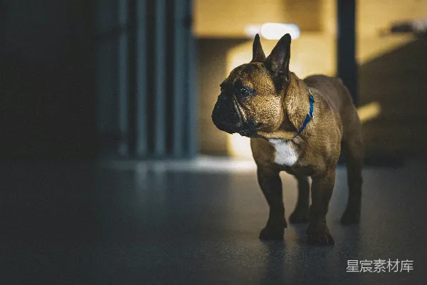 高清摄影 阳光下的法国斗牛犬