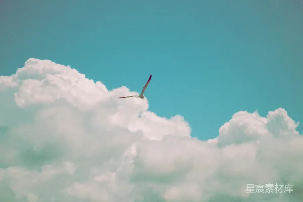 高清摄影 自由的飞翔