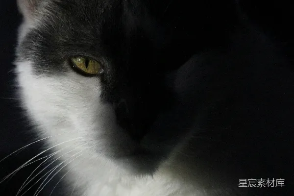 高清摄影 黑白色的猫咪肖像
