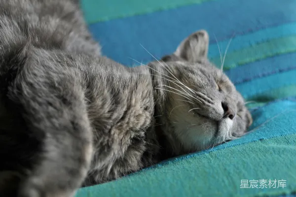 高清摄影 猫咪午后小憩