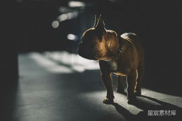 高清摄影 光影中的斗牛犬