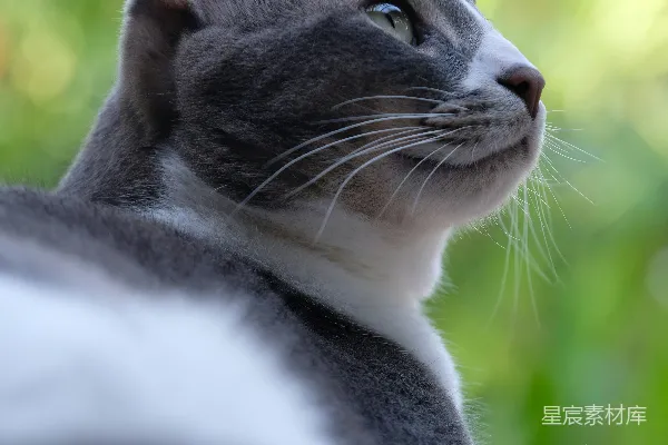 高清摄影 凝视自然的猫