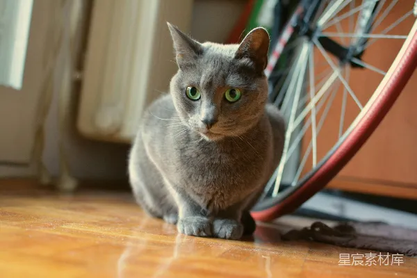 高清摄影 灰猫与自行车