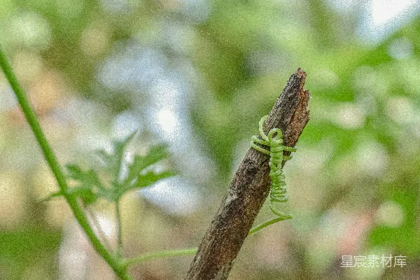 高清摄影 藤蔓缠绕的枯枝