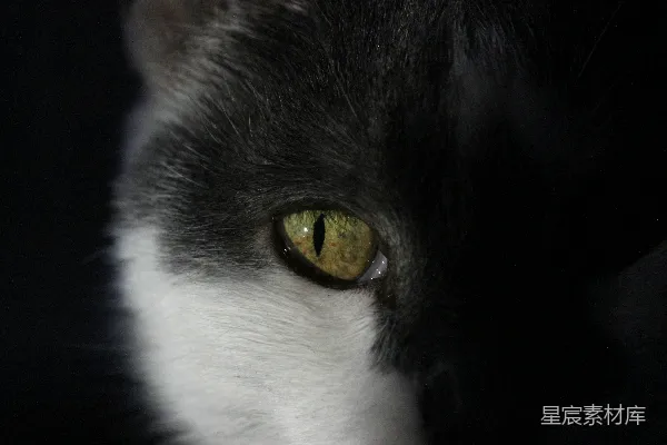 高清摄影 猫眼特写