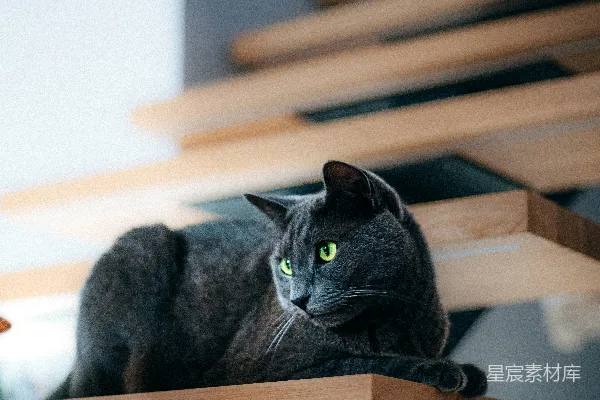 高清摄影 楼梯上的猫咪