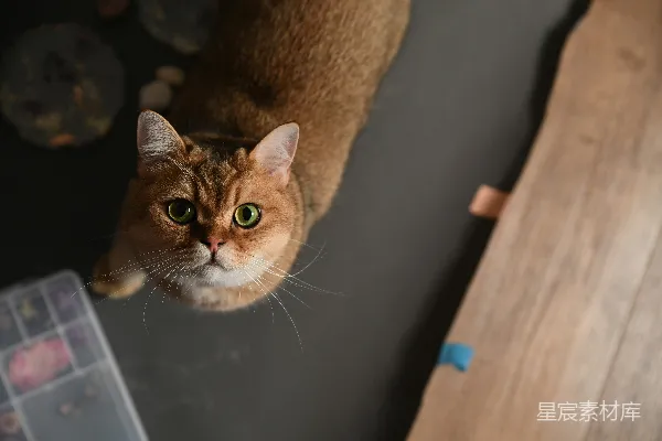 高清摄影 猫咪的凝视