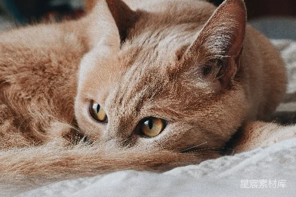 高清摄影 慵懒的橘猫