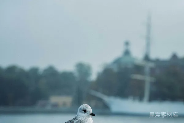 高清摄影 河边的海鸥