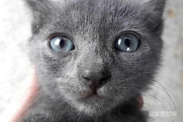 高清摄影 萌猫特写：蓝眼小灰猫