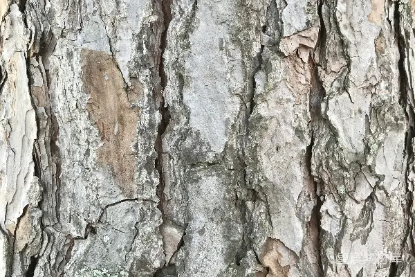 高清摄影 树皮纹理特写