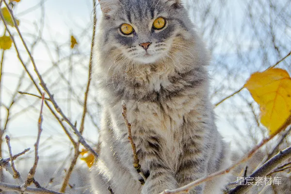高清摄影 秋天树上的猫