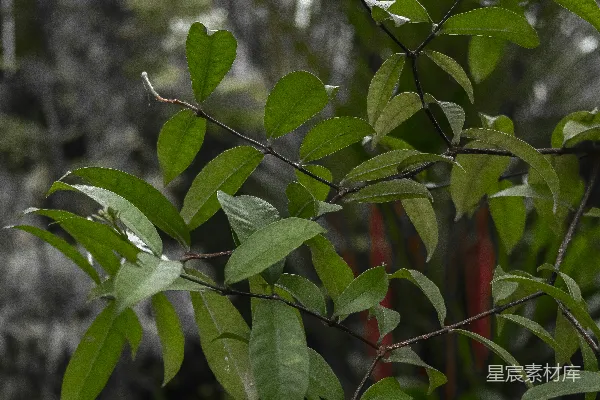 高清摄影 雨后绿叶的静谧时光
