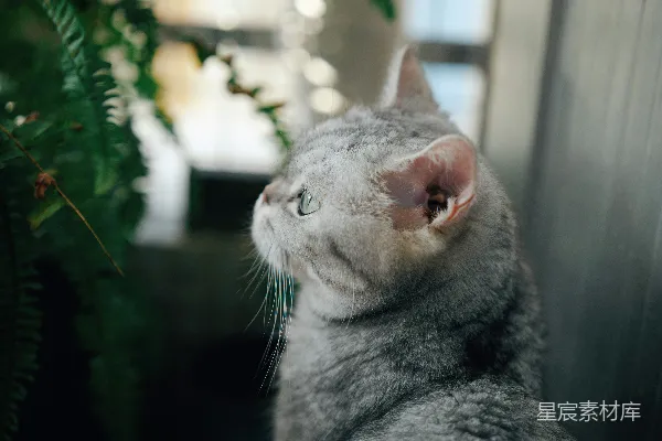 高清摄影 萌宠猫猫的趣味瞬间