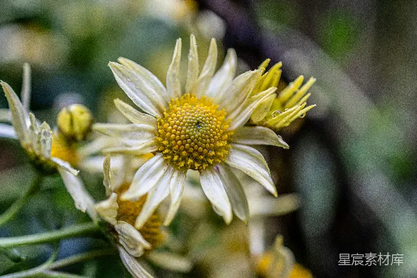 高清摄影 雨后绽放的雏菊