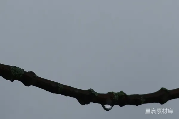 高清摄影 雨后树枝上的水珠