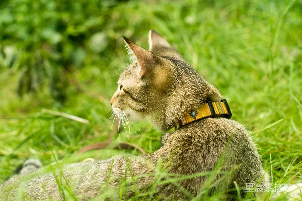 高清摄影 草地上的小猫