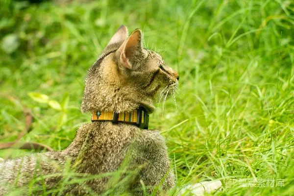 高清摄影 草地上的猫
