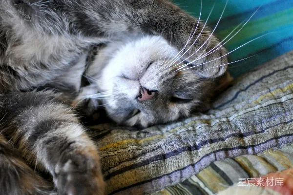 高清摄影 慵懒猫咪的午后时光