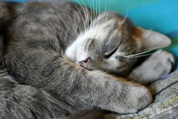 高清摄影 温馨的猫咪小憩