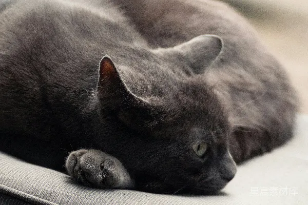 高清摄影 沉睡中的灰色猫咪