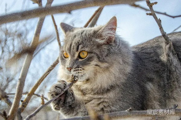 高清摄影 树上的猫：好奇与警觉的完美结合