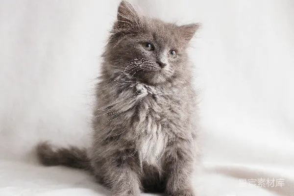 高清摄影 萌宠灰猫