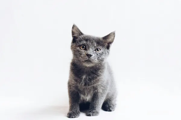 高清摄影 灰猫
