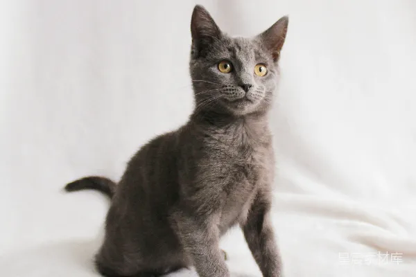 高清摄影 萌猫坐姿
