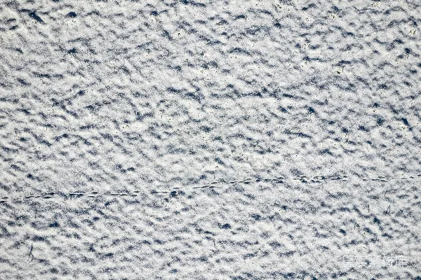 高清摄影 雪地中的动物足迹