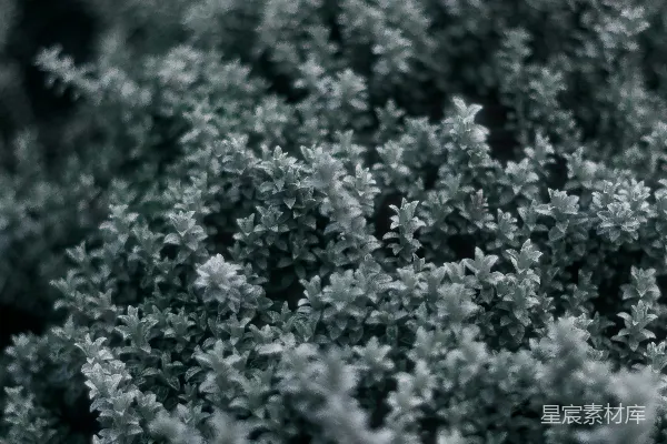 高清摄影 朦胧的银色植被