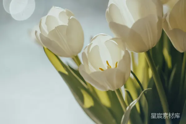 高清摄影 桌上放着一个盛满白色花朵的花瓶。