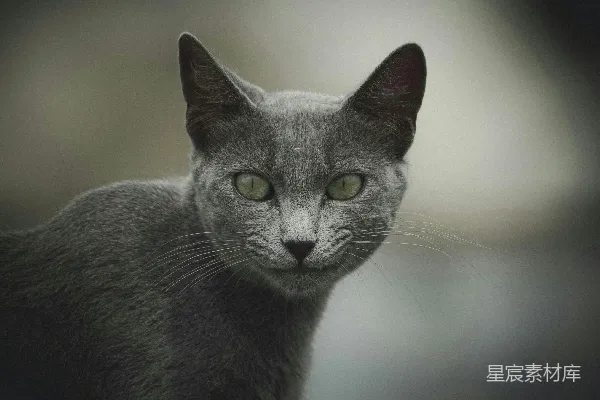 高清摄影 神秘的灰猫