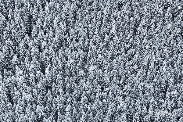 高清摄影 冬日森林雪景
