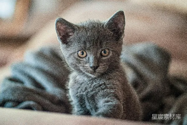 高清摄影 萌宠小猫：灰色小猫的特写