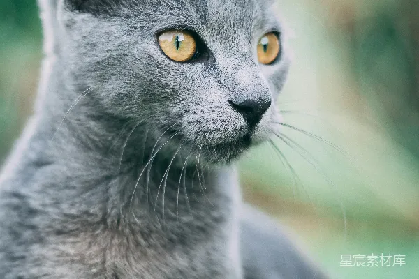 高清摄影 灰色猫咪的特写