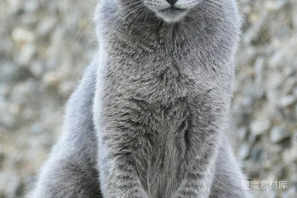 高清摄影 灰色猫咪