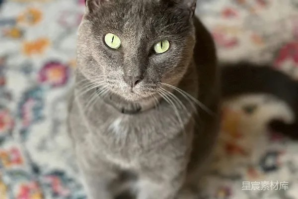高清摄影 灰色猫咪的特写