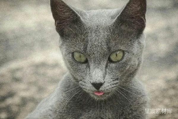 高清摄影 灰色猫咪的特写