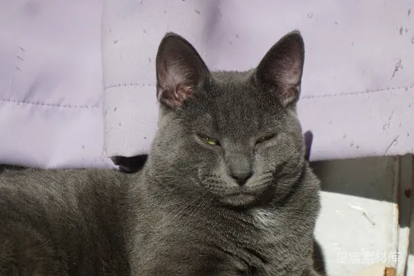 高清摄影 灰色猫咪的凝视