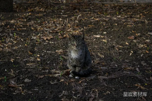 高清摄影 森林中的猫