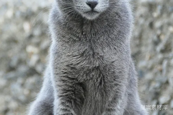 高清摄影 沉稳的灰猫