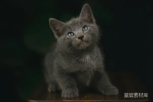 高清摄影 萌宠灰猫