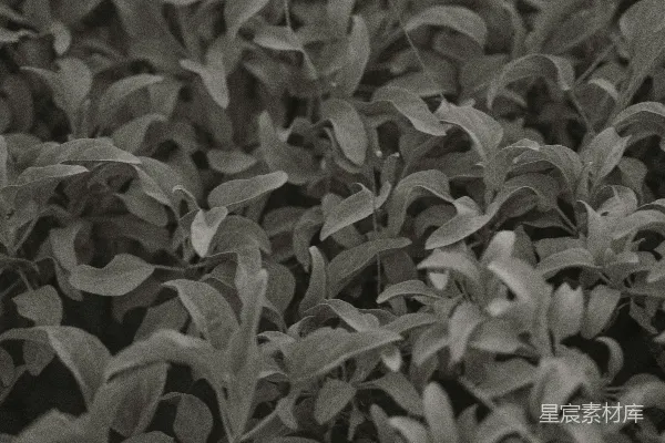 高清摄影 黑白植物特写