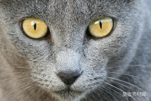 高清摄影 灰色猫咪的特写