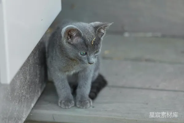 高清摄影 灰猫趴在楼梯角落