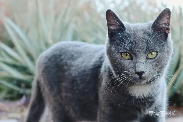高清摄影 户外的灰色猫咪
