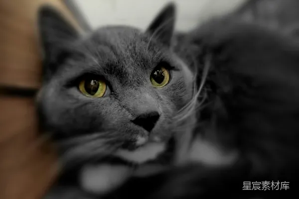 高清摄影 灰色猫的特写